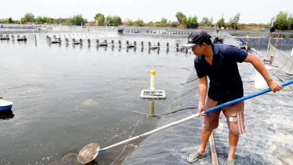 Bí quyết tăng mồi cho ao tôm: Cải thiện hiệu suất sản xuất
