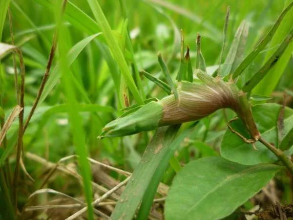 Cây Cỏ Gà Kháng Vi Rút Gây Bệnh Đốm Trắng Trên Tôm: Giải Pháp Tiềm Năng Trong Nuôi Tôm Cá