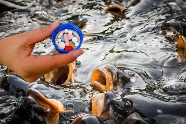 Chiến Lược Tối Ưu Hóa Sử Dụng Kháng Sinh trong Nuôi Tôm Cá