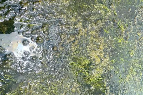 Phòng và Trị Lab Lab trong Ao Tôm: Chiến Lược Hiệu Quả