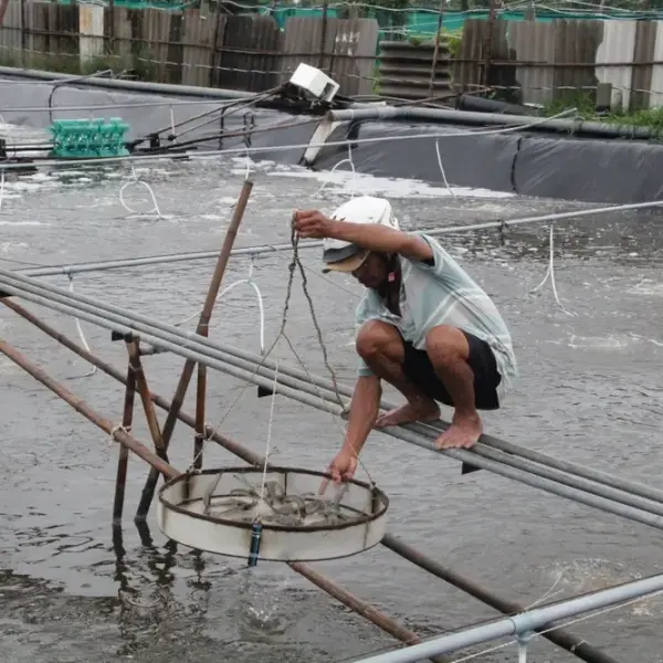 Chi Tiết Về Cách Nhận Biết Chế Phẩm EM Gốc Chất Lượng Dùng Trong Tôm Cá