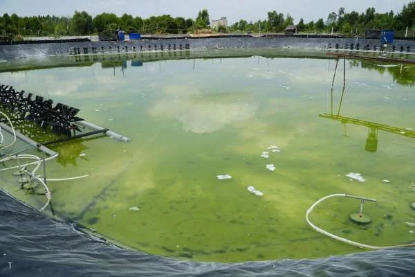 Rong Đáy Xuất Hiện và Biến Động Trong Ao Nuôi Tôm: Hiện Thực và Giải Pháp