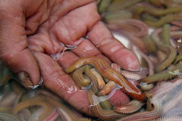 Nguồn Thức Ăn Tươi Sống Tăng Sinh Sản Tôm: Vai Trò Đặc Biệt của Rươi