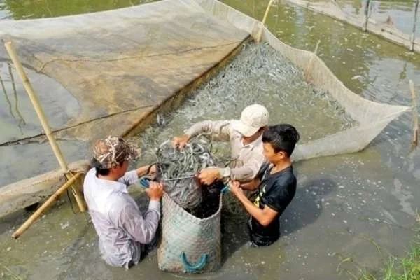 Biện Pháp Nâng Cao Năng Suất Các Kèo Thương Phẩm