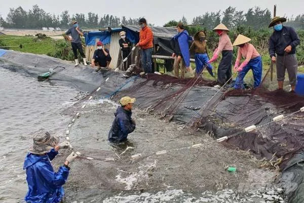 Sức Mạnh Sáng Tạo: Giải Pháp Cho Nuôi Tôm Trong Bối Cảnh Biến Đổi Khí Hậu