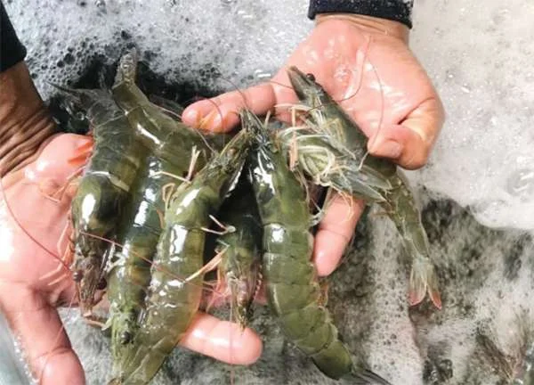 Thảo Dược Trị Bệnh Gan Trong Nuôi Tôm: Giải Pháp Tự Nhiên Cho Sức Khỏe Tôm