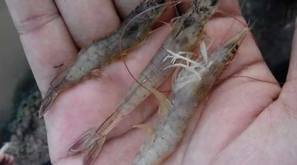 Bảo Vệ Sức Khỏe Tôm: Phân Biệt và Đối Phó với Tình Trạng Đục Cơ và Hoại Tử Cơ