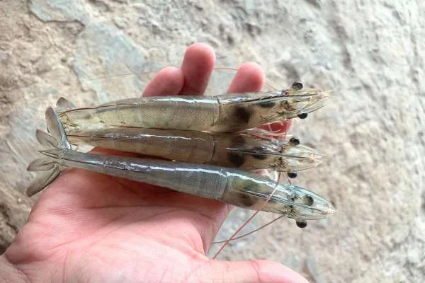 Bước tiến trong quản lý môi trường ao nuôi: Ép khuẩn và diệt khuẩn đột phá