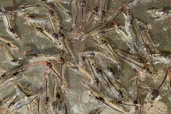 Hợp Nhất Hiệu Quả: Kết Hợp Probiotic và Enzyme trong Chế Độ Ăn Tôm