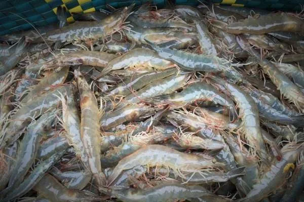 Sự Phản Ảnh của Nhiệt Độ: Màu Sắc Tôm và Sự Thích Nghi