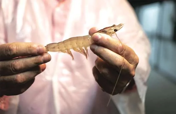 Quản Lý Nhiệt Độ: Chìa Khóa Tăng Hiệu Xuất và Tăng Trưởng của Tôm