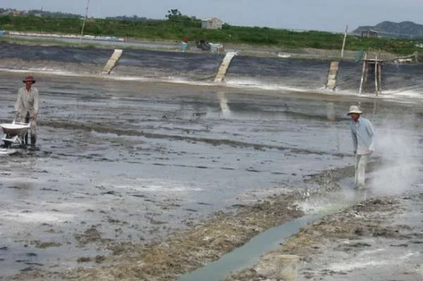 Xây Dựng Tương Lai: Cải Tạo Ao Nuôi Tôm Để Đạt Hiệu Suất Tối Ưu