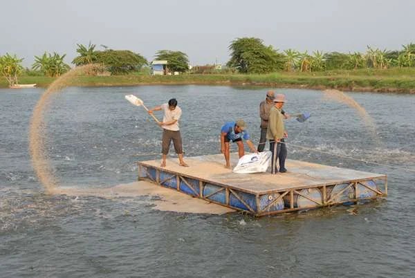 Đồng Tháp: Sản Xuất Thủy Sản Phát Triển Ổn Định