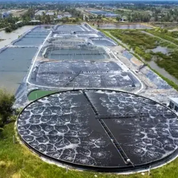 Dự Án Aqua Xanh: Đổi Mới Nuôi Tôm Bền Vững Tại Cà Mau