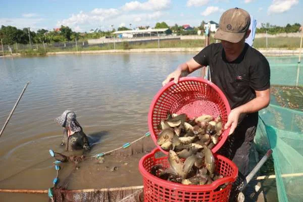 Quảng Nam: Đất Nước của Sự Đa Dạng Thủy Sản