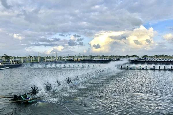 Tiềm Năng và Thách Thức: Tương lai của Công Nghệ Nuôi Tôm