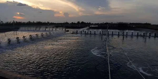 Hiệu Quả Tạt Vôi Trong Nuôi Trồng Thủy Sản: Ban Đêm So Với Ban Ngày