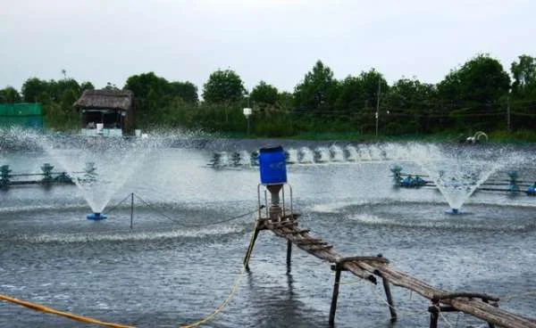 Tối Ưu Hóa Nuôi Trồng Thủy Sản: Phương Pháp Ao Đáy Lưới, Lót Bờ