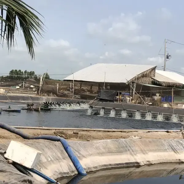 Đồng Tháp: Mảnh Đất Phát Triển Nuôi Tôm Thẻ Chân Trắng Thuần Ngọt