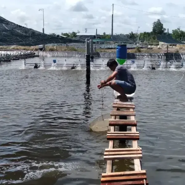 Kiên Giang: Chiến Lược Quản Lý Nuôi Trồng Thủy Sản Hiệu Quả Trong Mùa Nắng Nóng