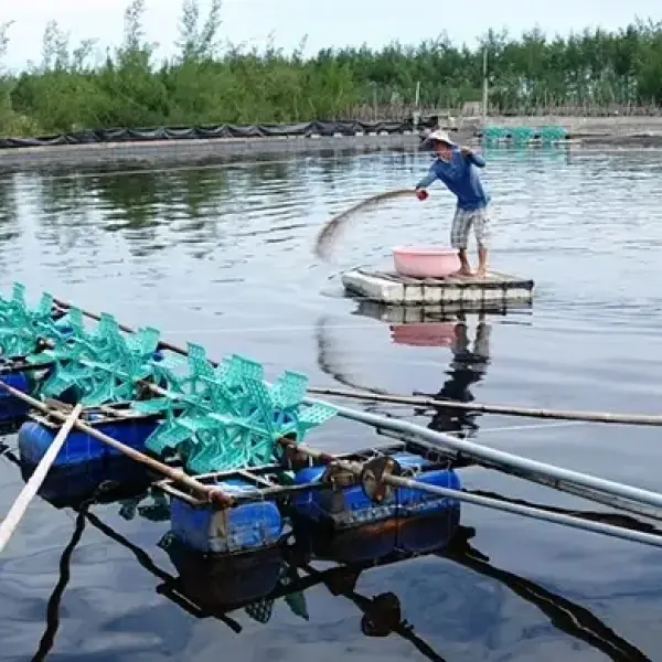 Thách thức và triển vọng của ngành nuôi trồng thủy sản ở miền Trung