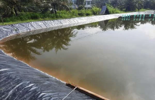 Nước Sạch, Tôm Khỏe: Giải Pháp Thông Minh Xử Lý Phèn Kim Loại Nặng