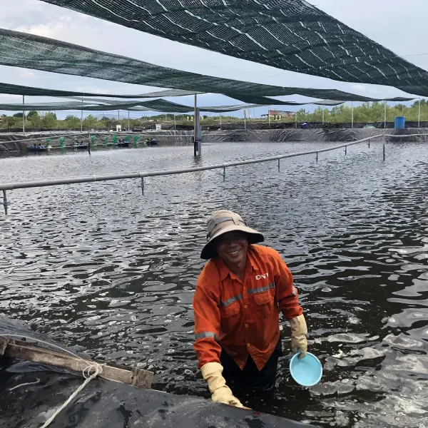 Đột Phá Trong Nuôi Tôm: Công Nghệ Cao Giúp Nông Dân Phù Mỹ Bội Thu