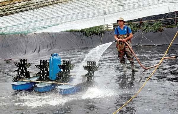 Vụ Tôm Nước Lợ Năm 2024: Nhìn Từ Góc Độ Thận Trọng và Phát Triển Bền Vững