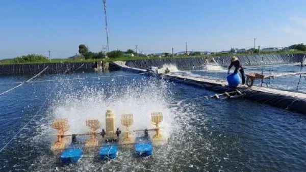 Một Số Giải Pháp Kỹ Thuật Ứng Phó với Biến Đổi Khí Hậu trong Nuôi Trồng Thủy Sản