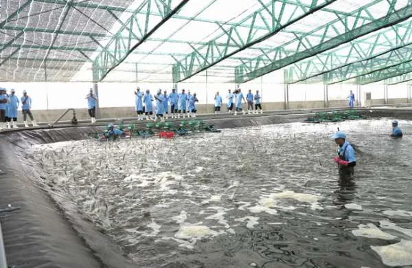 Bình Định: Hiệu Quả Nuôi Tôm Công Nghệ ở Phù Mỹ