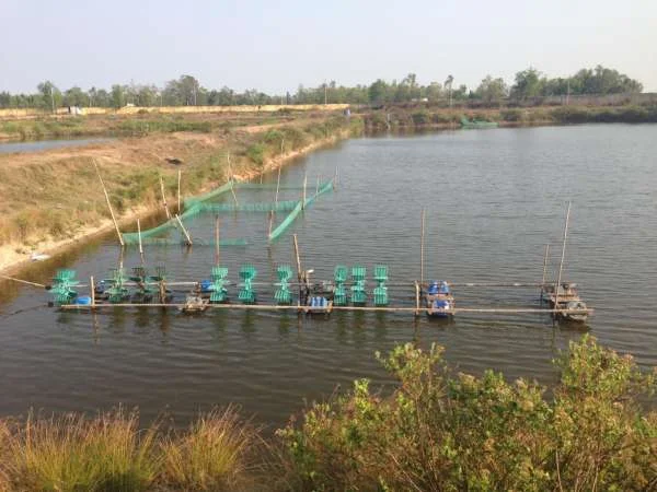 Bước Đầu trong Nuôi Tôm Càng Xanh: Tìm Hiểu về Phương Pháp và Ưu Điểm