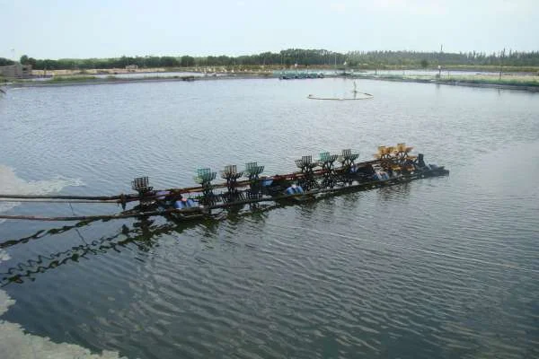 Điều Chỉnh Độ Sâu: Chìa Khóa Cho Một Môi Trường Ao Nuôi Tôm