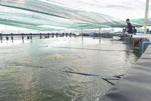 Công Nghệ Nuôi Tôm Ít Thay Nước: Giải Pháp cho Nguồn Nước Ô Nhiễm