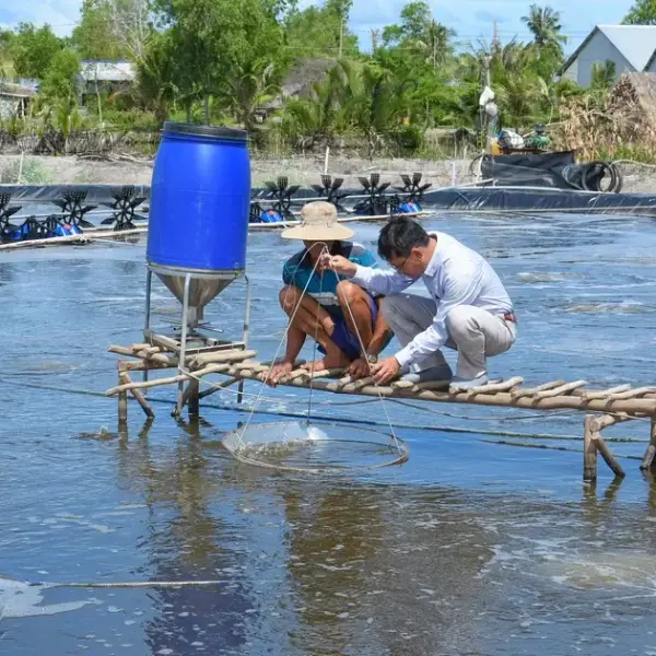 Thiệt Hại Nuôi Tôm Nước Lợ: Tình Hình Ổn Định và Khó Khăn Tại Kiên Giang