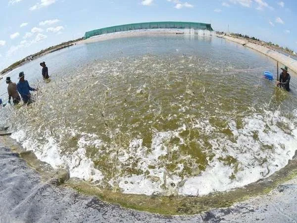 Mật Độ Thực Tế Nuôi Tôm Thẻ Siêu Thâm Canh: Chi Tiết và Chiến Lược Hiệu Quả