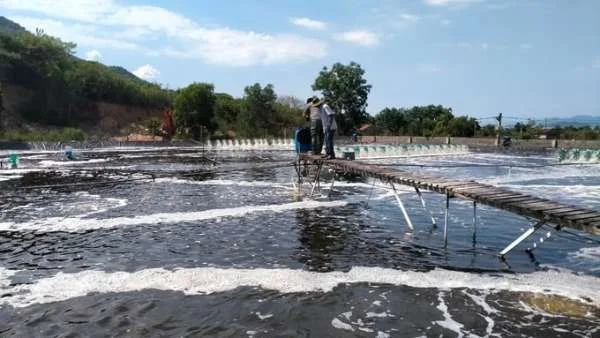 Phương Pháp Cho Ăn Hiệu Quả Cho Tôm Mới Thả: Tăng Sức Khỏe và Tỷ Lệ Sống Sót