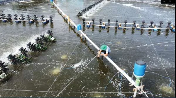 Sức Khỏe và Sự Cân Bằng: Chiến Lược Đảm Bảo Sức Kháng Cho Tôm Trong Môi Trường Nuôi