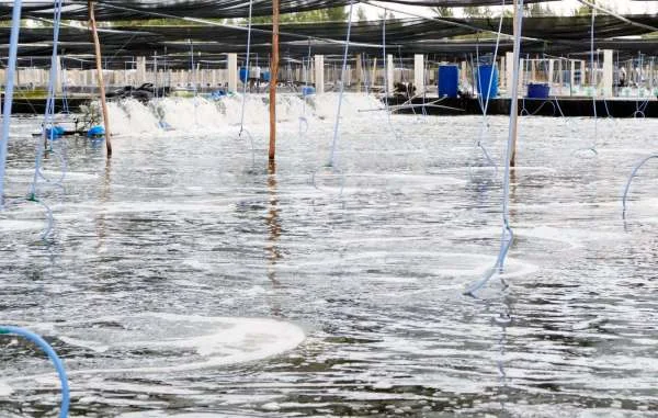 Biện Pháp Khẩn Cấp Trong Tình Huống Mưa Bất Ngờ Tác Động vào Ao Nuôi