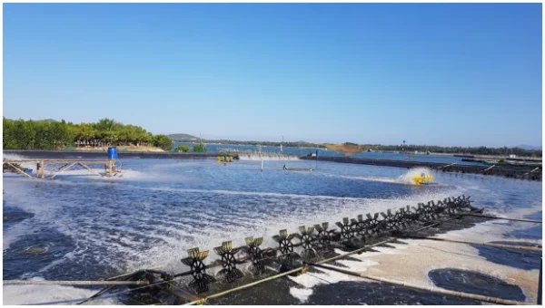 Suy giảm chất lượng ao nuôi tôm: Nguyên nhân và Hiệu ứng