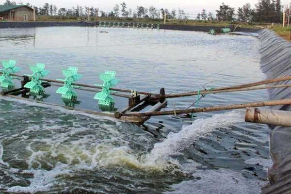 Vượt Qua Nắng Nóng: Chiến Lược Bảo Vệ Hệ Thống Nuôi Tôm Tuần Hoàn Nước