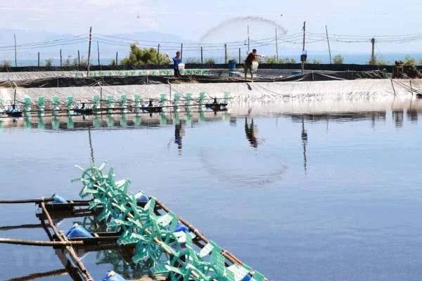 Nuôi tôm thâm canh bền vững: Sức mạnh của vi sinh dạng hiếu khí và yếm khí