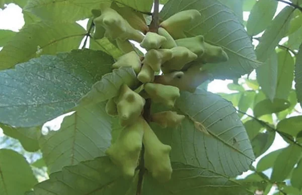 Thảo Dược Ngũ Bội Tử: Giải Pháp An Toàn Cho Sức Khỏe Tôm