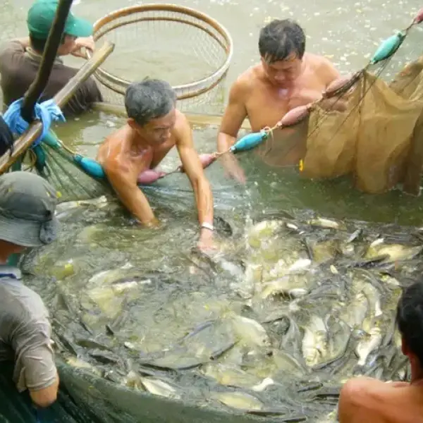 Cách Nuôi Cá Mè Hoa Hiệu Quả: Từ Khâu Chuẩn Bị Đến Thu Hoạch