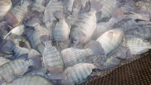 Sản Lượng Cá Rô Phi Toàn Cầu Đạt Kỷ Lục 7 Triệu Tấn Năm 2024
