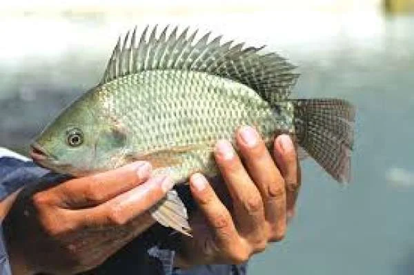 Sức Khỏe Bền Vững, Phát Triển Ổn Định: Lập Trình Dinh Dưỡng Sớm Cho Cá Rô Phi