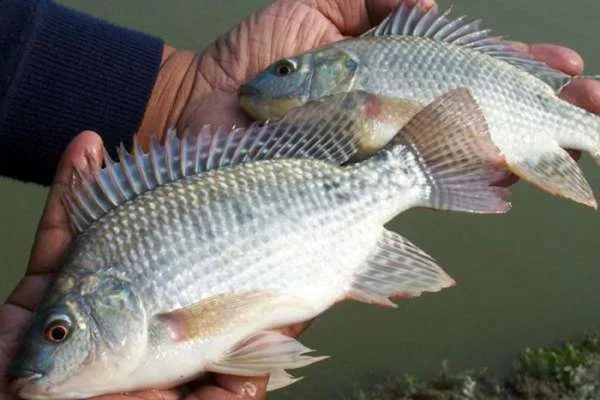 Rong Xanh: Lựa Chọn Tự Nhiên và Hiệu Quả cho Nuôi Cá Rô Phi