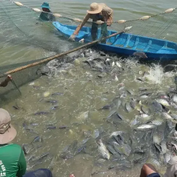 Nhập khẩu cá rô phi tươi của Mỹ giảm 20%: Phân Tích và Tác Động