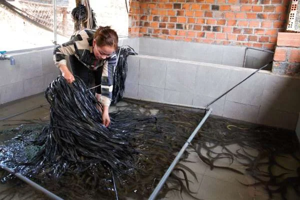 Nghề Nuôi Lươn Không Bùn: Từ Truyền Thống đến Sự Đổi Mới ở Kon Tum