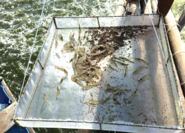 Công Nghệ Sinh Học trong Tối Ưu Giá Trị Dinh Dưỡng của Thức Ăn Thủy Sản