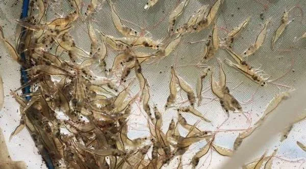 Sức Mạnh Tự Nhiên: Lá Ổi - Giải Pháp Cho Tôm Thẻ Chân Trắng